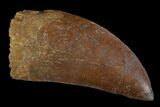 Serrated, Juvenile Carcharodontosaurus Tooth #95851-1